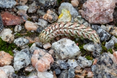 Cucullia chamomillae