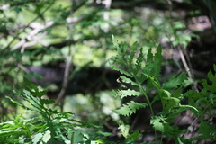 Onoclea sensibilis