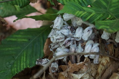 Monotropa uniflora