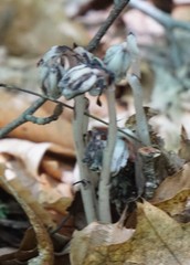 Monotropa uniflora