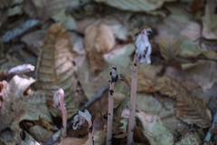Monotropa uniflora
