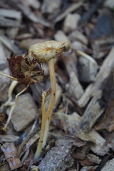 Fungi