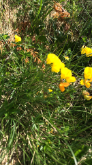 Lotus corniculatus