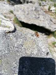 Cephenemyia stimulator