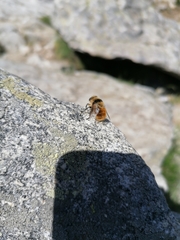 Cephenemyia stimulator