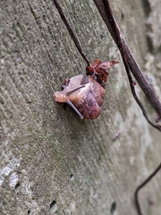 Aegista