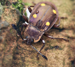 Eumorphus tetraspilotus