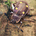 Eumorphus tetraspilotus - Photo (c) Joshua Wong,  זכויות יוצרים חלקיות (CC BY-NC), הועלה על ידי Joshua Wong