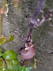 Aegista