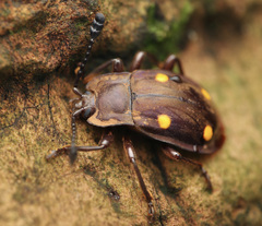 Eumorphus tetraspilotus
