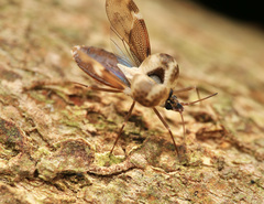 Ypsotingis bakeri