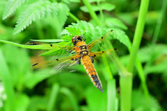 Libellula quadrimaculata