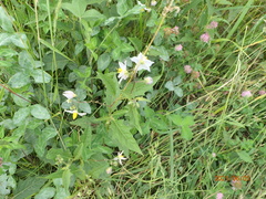 Solanum carolinense