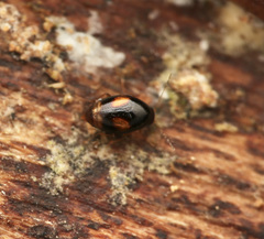 Scaphidiinae