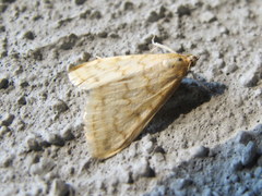 Hahncappsia pergilvalis