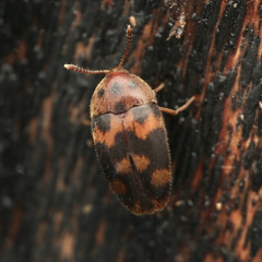 Tetratomidae