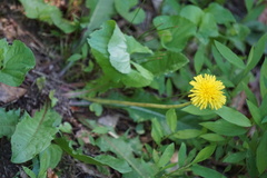 Taraxacum officinale