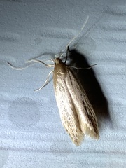 Limnaecia phragmitella