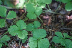 Potentilla indica