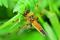 Libellula quadrimaculata