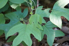Liriodendron tulipifera