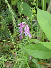 Vicia villosa varia