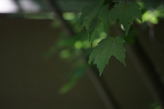 Acer rubrum