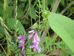 Vicia villosa varia