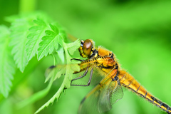 Libellula quadrimaculata
