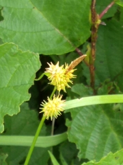 Carex cryptolepis