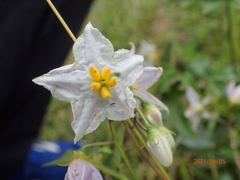 Solanum carolinense