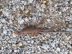 Sceloporus nelsoni