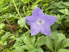 Platycodon