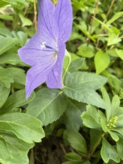 Platycodon