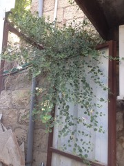 Capparis zoharyi