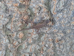Sceloporus nelsoni