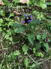 Prunella vulgaris