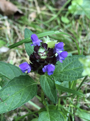 Prunella vulgaris
