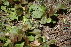 Ajuga reptans