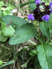 Prunella vulgaris