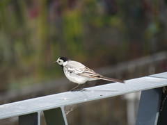 Motacilla alba