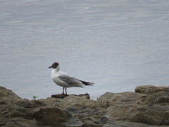 Chroicocephalus ridibundus