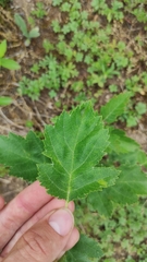 Torminalis glaberrima