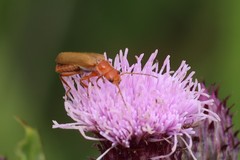 Cantharis cryptica