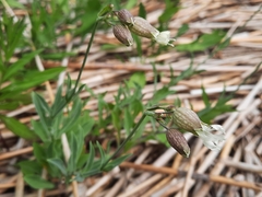 Silene uniflora