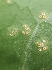 Puccinia dioicae silvatica