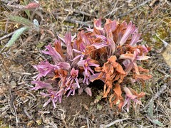 Aphyllon californicum californicum