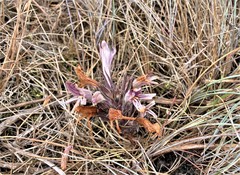 Aphyllon californicum californicum