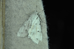 Acronicta innotata