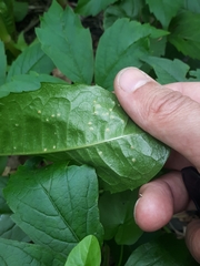 Puccinia dioicae silvatica